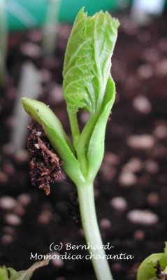 Momordica_charantia3.jpg