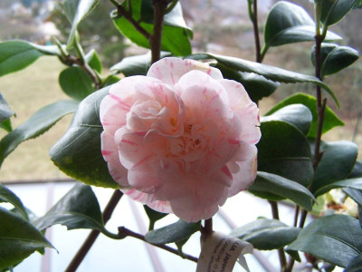 100_1111_Camellia_japonica_Marguerite_Gouillon__800.jpg