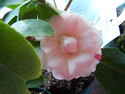 100_1116_Camellia_jap._Angela_Cocchi__800.jpg