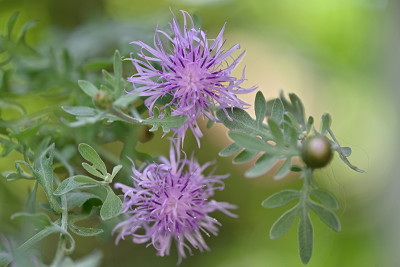 Centaurea-Mai272_032_00001.jpg