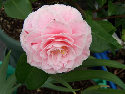 100_1124_Cam._jap.__.......__800.jpg