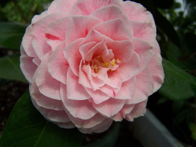 100_1125_Camellia_jap._.......___800.jpg