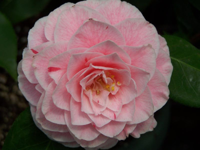 100_1126_Cam._japon._.......___800.jpg