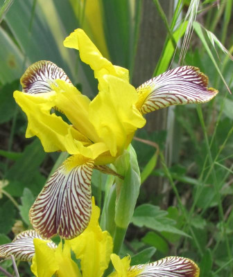 MTB Spec variegata .JPG