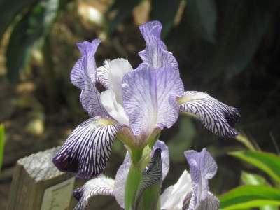 MTB Spec variegata reginae.JPG
