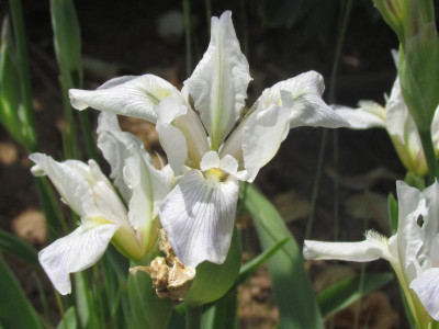 MTB Spec variegata weiß.JPG