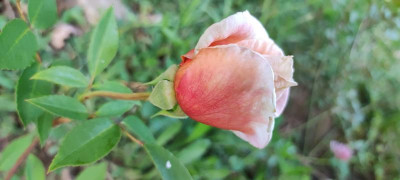 IMG_20220527_195525.jpg
