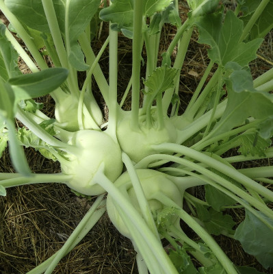 kohlrabi.jpg