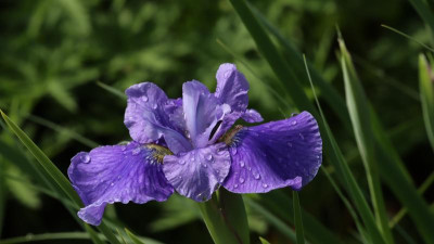IMG_1693BLAUMACHER.JPG