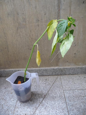 P1110021.JPG