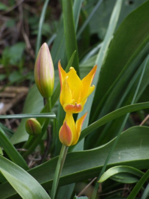 DSCF6451.jpg