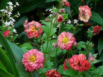 Bohema Pink 2022-05-20.JPG