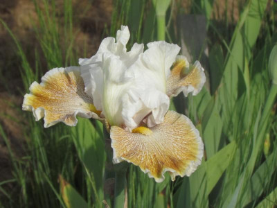 TB Owyhee Desert.JPG