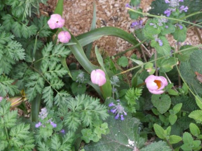 DSCF6474.jpg