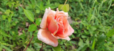 IMG_20220528_114346.jpg