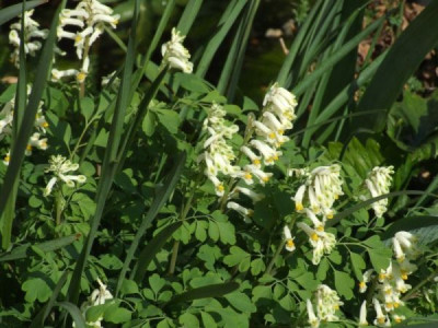 DSCF6715.jpg