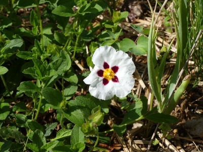 2022-05-28 Cistus 1.jpg