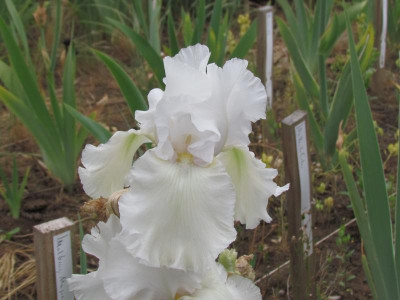 TB Madeira Belle.JPG