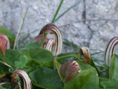 DSCF6098.jpg