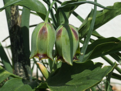 DSCF6665.jpg