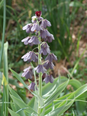 DSCF6481.jpg