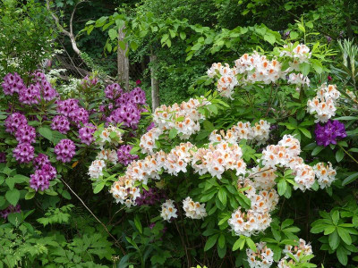 2022-05-28 Rhododendron 2.jpg