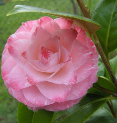 Grace_Albritton_15.04._1.JPG