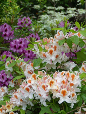 2022-05-28 Rhododendron 3.jpg