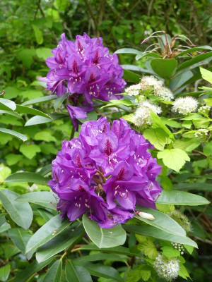 2022-05-28 Rhododendron 4.jpg