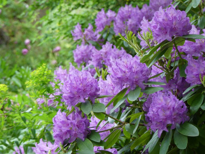 2022-05-28 Rhododendron 6.jpg