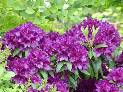 2022-05-28 Rhododendron 7.jpg