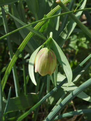 DSCF6714.jpg