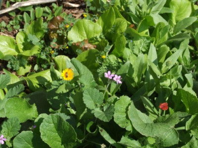DSCF6681.jpg