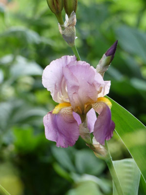 2022-05-28 Iris 1.jpg