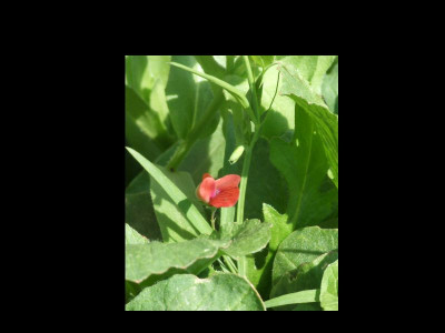 DSCF6680.jpg