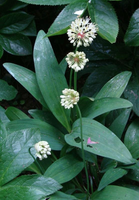 Allium ochotense22-1.jpg