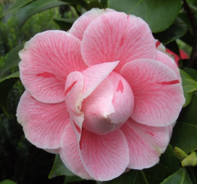 Bonomiana_07.04._1.JPG