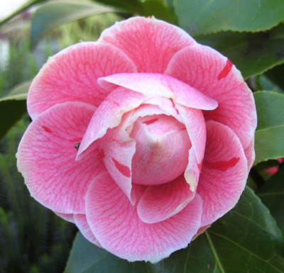 Bonomiana_Seite_2_04.04..JPG