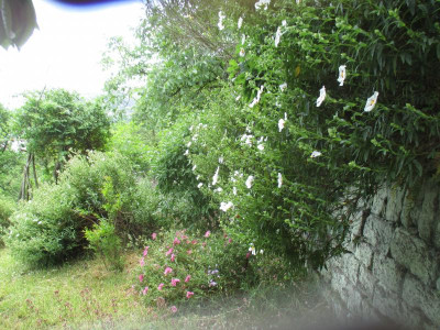 IMG_4384.JPG