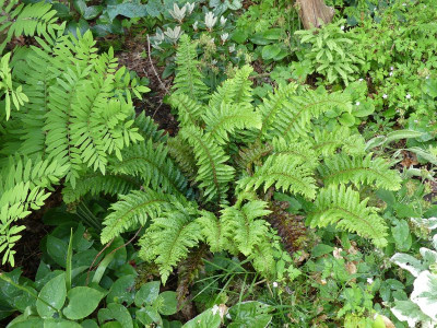 2022-05-28 Polystichum aculeatum 'Zillertal'.jpg