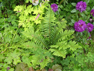 2022-05-28 Polystichum dycei.jpg