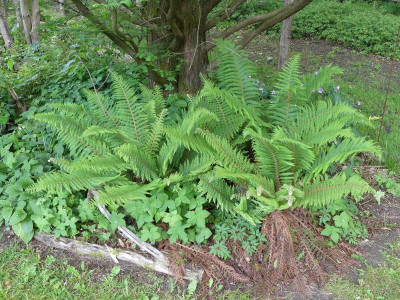 2022-05-28 Polystichum setiferum 3.jpg