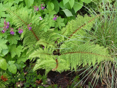 2022-05-28 Polystichum setiferum 'Herrenhausen' 2.jpg