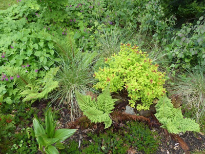 2022-05-28 Polystichum setiferum.jpg