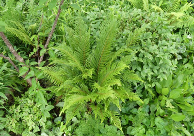 2022-05-28 Polystichum setiferum 'Bevis' 2.jpg