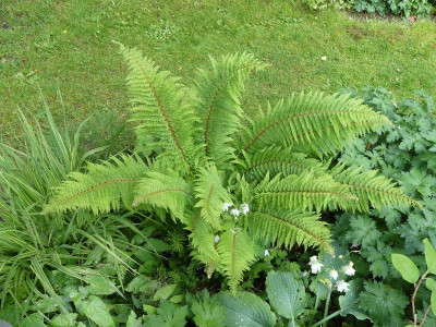 2022-05-28 Polystichum setiferum 'Dahlem'.jpg