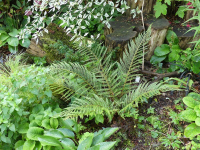 2022-05-28 Polystichum setiferum 'Druery'.jpg