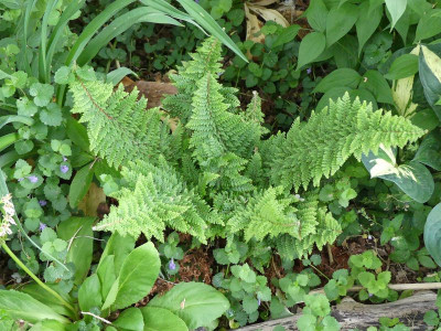 2022-05-28 Polystichum setiferum ev 'Madame Patti'.jpg