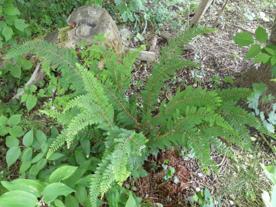 2022-05-28 Polystichum setiferum 'Gabeljürgel' 1.jpg