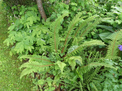 2022-05-28 Polystichum setiferum 'Nantes'.jpg